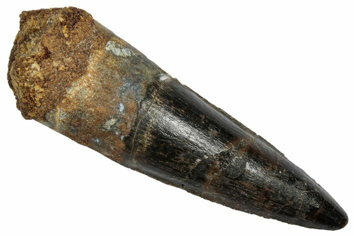 Fossil Spinosaurus Tooth - Real Dinosaur Tooth #345457